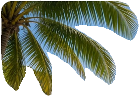Image palm tree